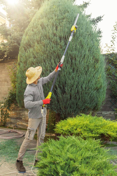 Professional Tree Removal in Moweaqua, IL